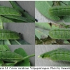 pleb maracandicus larva4 volg2